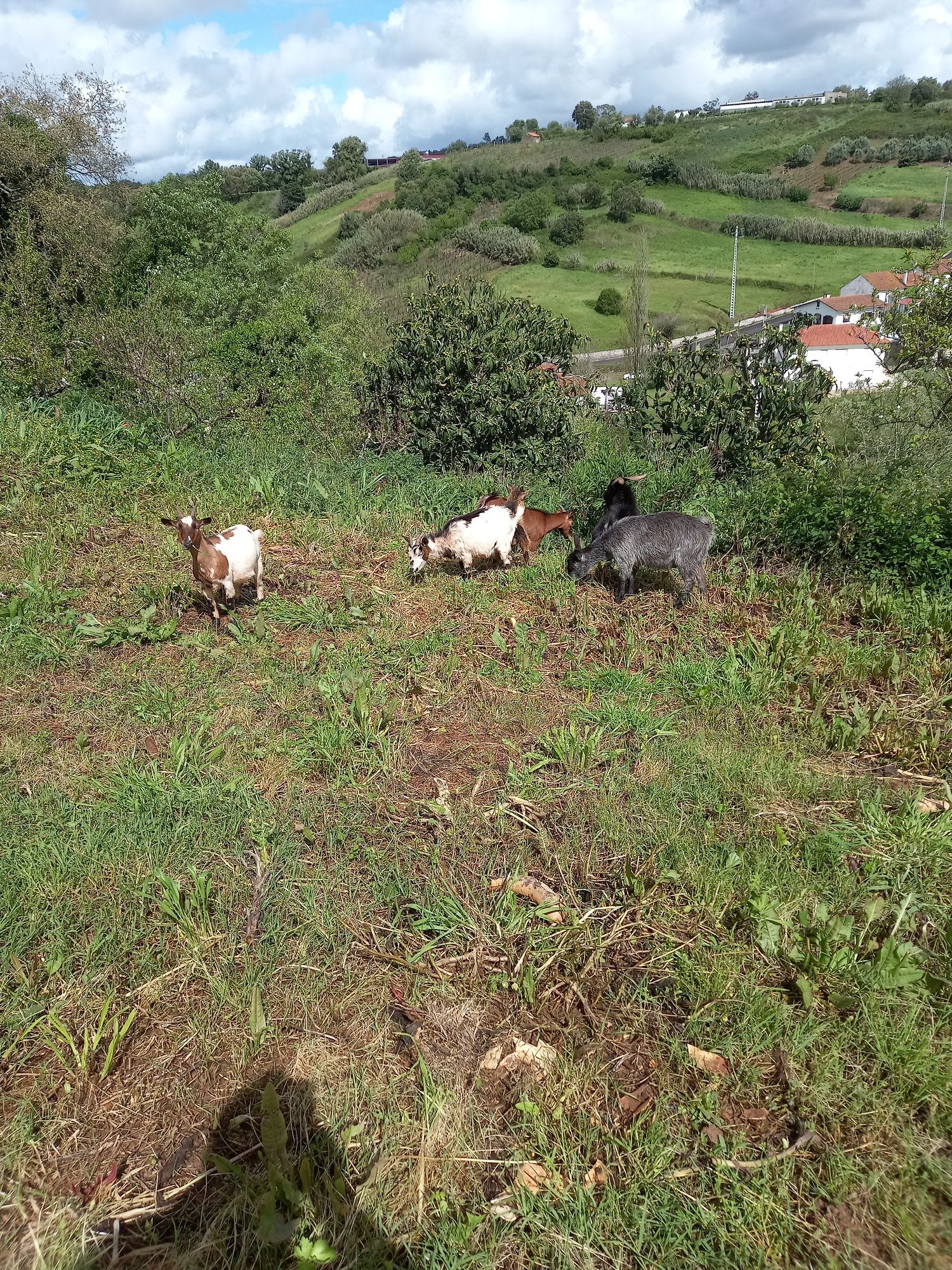 Cabras anãs machos e fêmeas