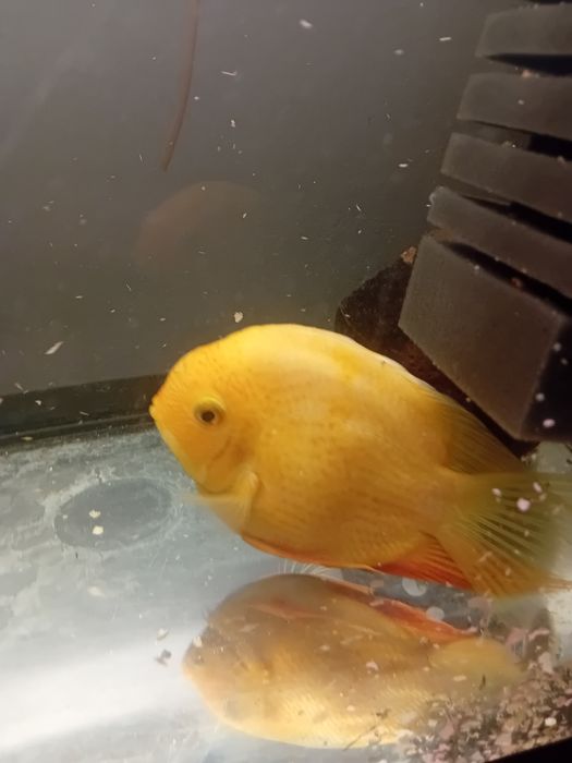 Severum Gold  duża