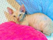 Golden uroczy rudzielec devon rex PZF