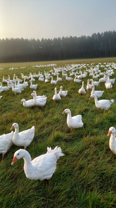 Gęsi ekologiczne