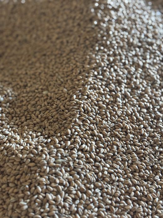 Sprzedam pszenice ozime