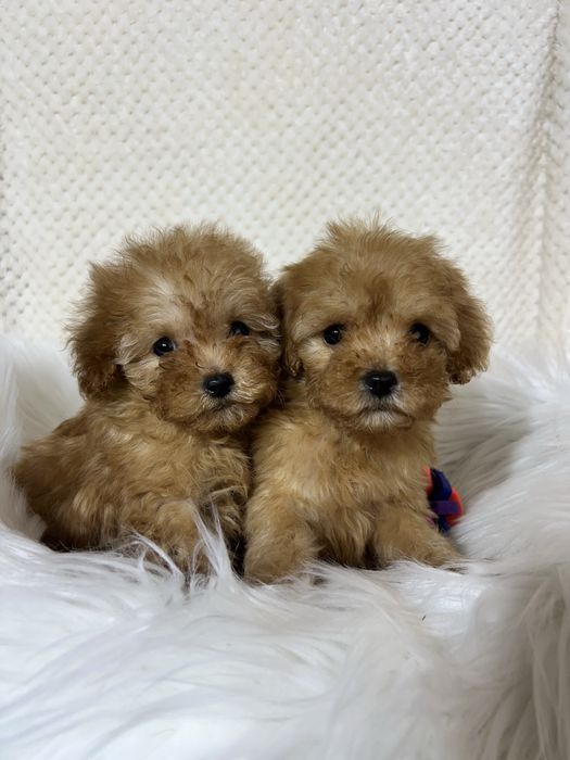 Мальтипу F1. Київ