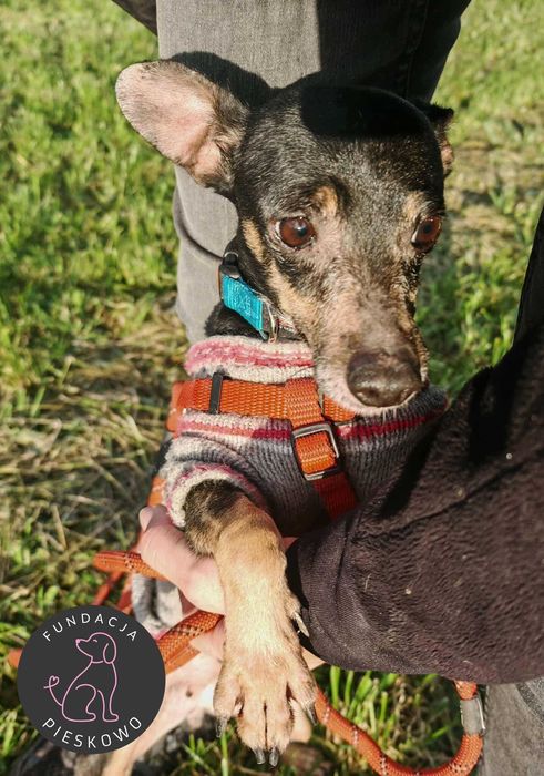 Żabka szuka domu < 3