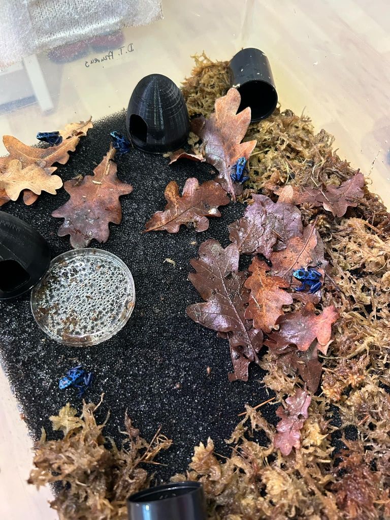Dendrobates tinctorius Azureus Drzewołazy żabki tropikalne