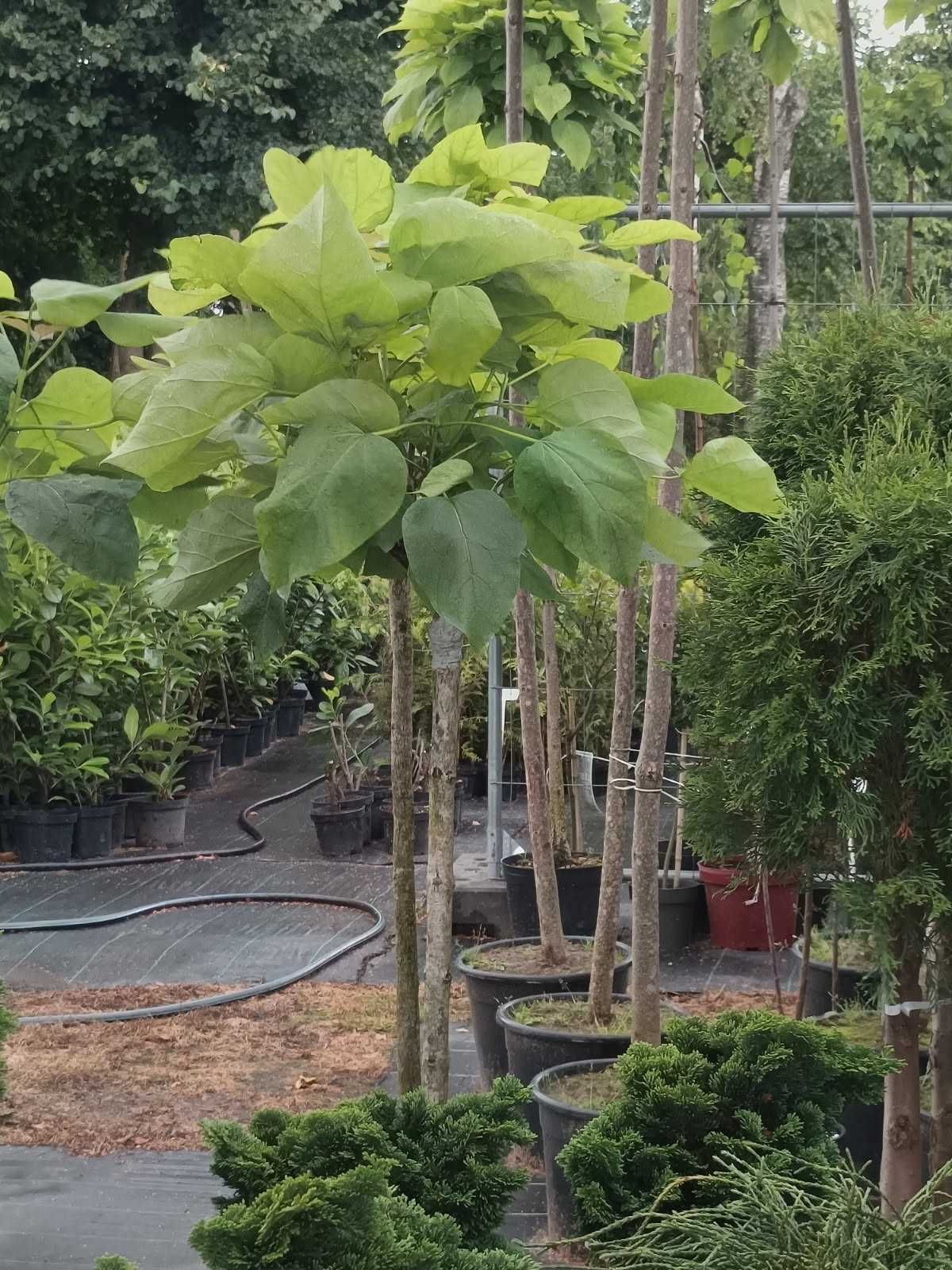 Katalpa NANA 160cm -290cm