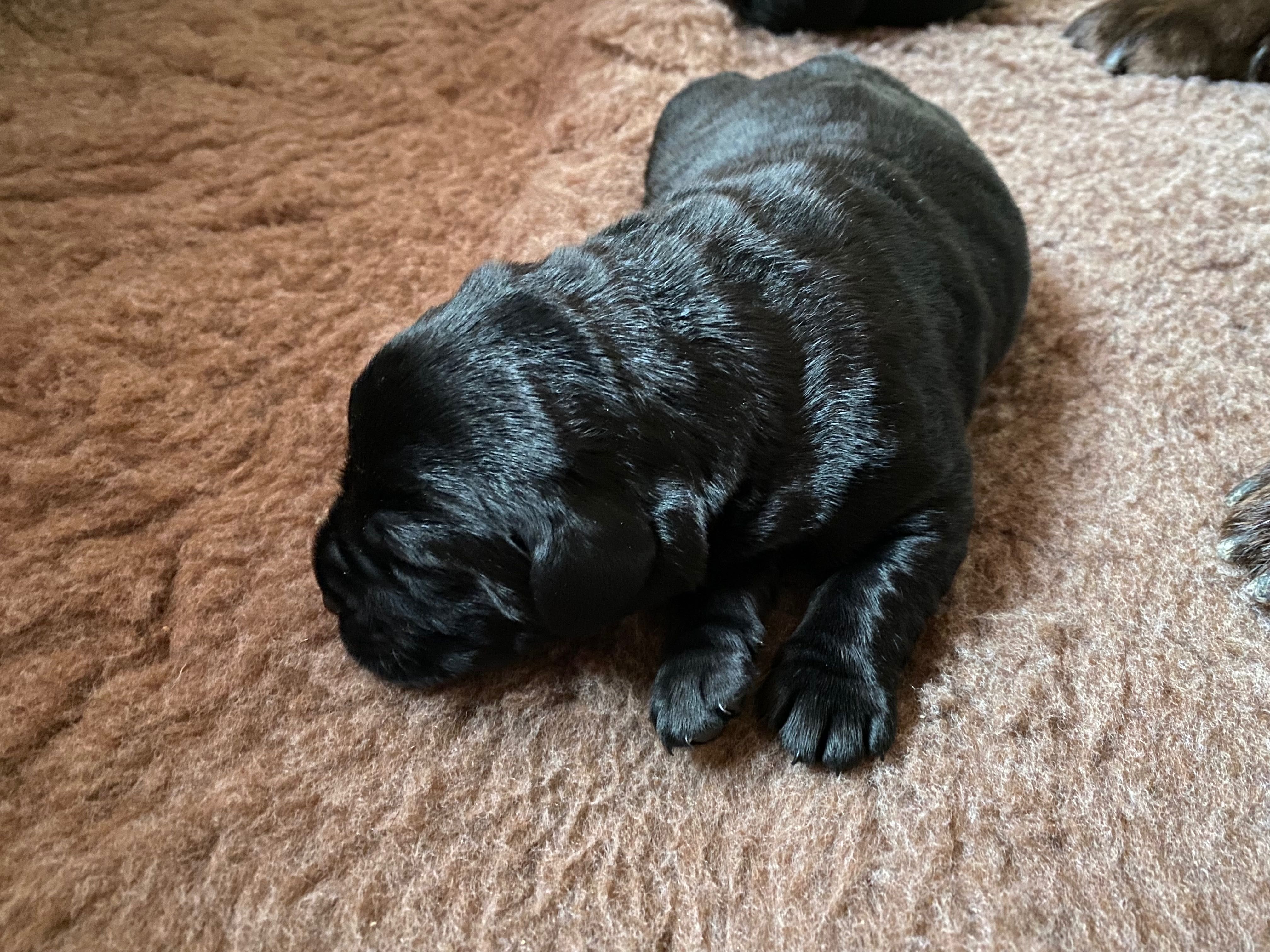 Labradora Retriever Preta