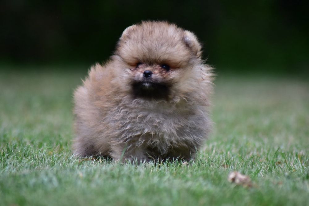 Pomeranian szpic miniaturowy FCI cudny puchatek rudy piesek