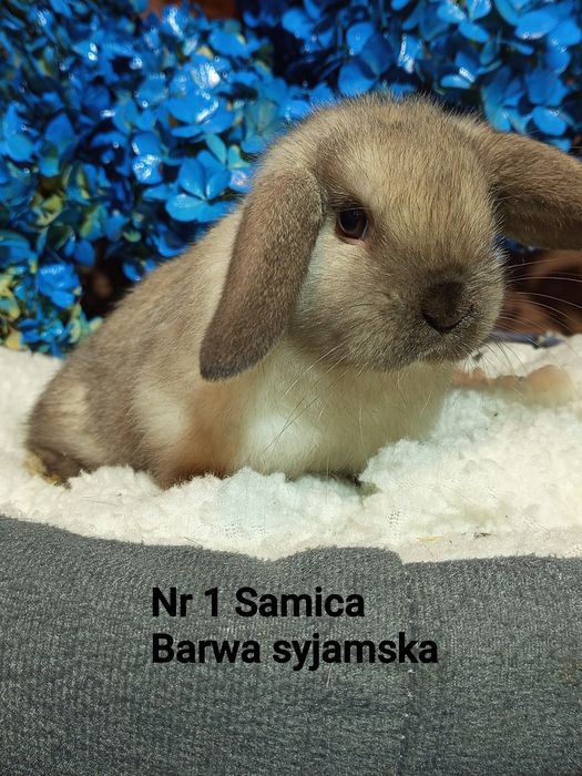Mini Lop baranek karzełek baranek miniaturowy