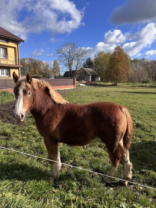 Źrebówka 8 miesięczna