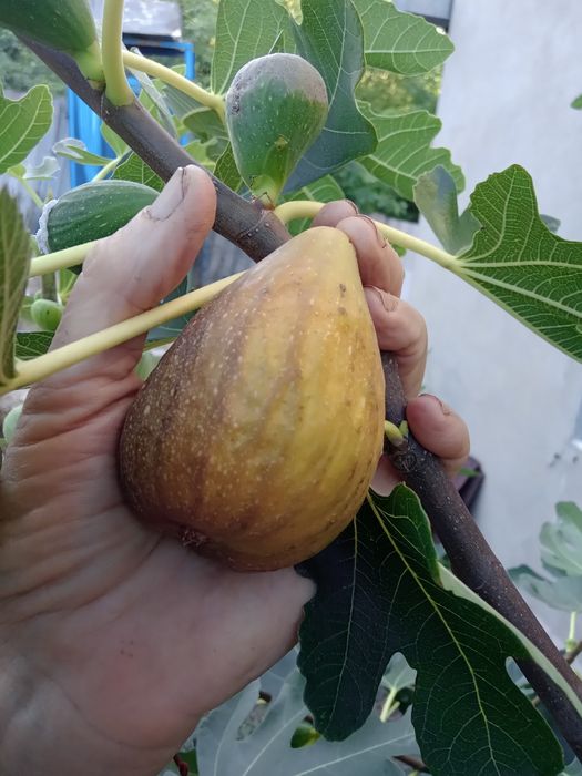 Садженці крупноплодного инжира