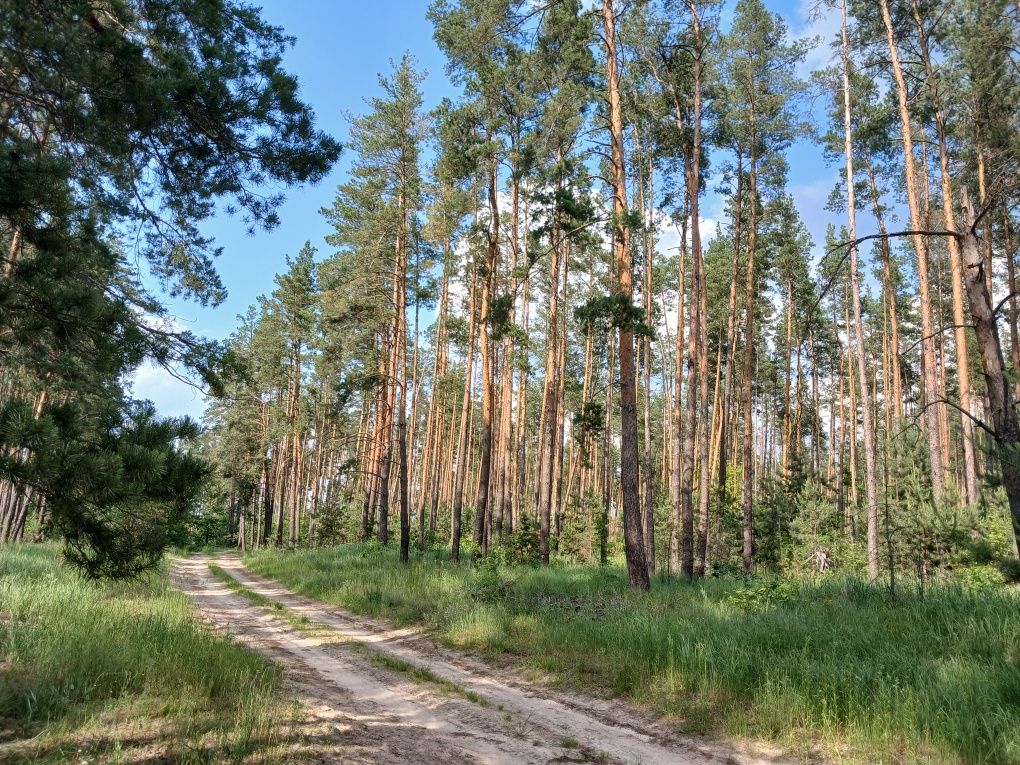 125 соток з соснами, власна водойма, прямий вихід до лісу Мотижин