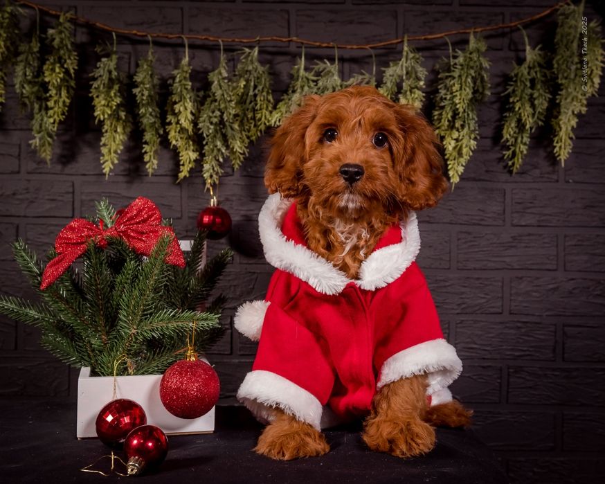 Кавапу F1 - Cavapoo, хлопчик.