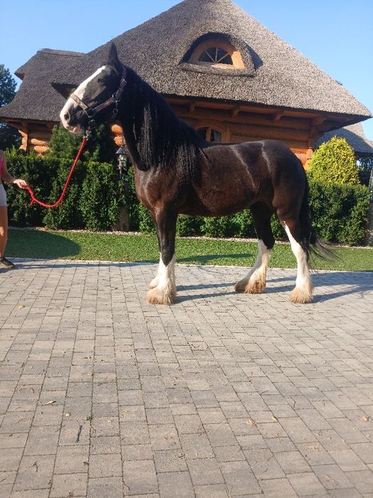 Klacz Shire źrebna Siodło Rekreacja