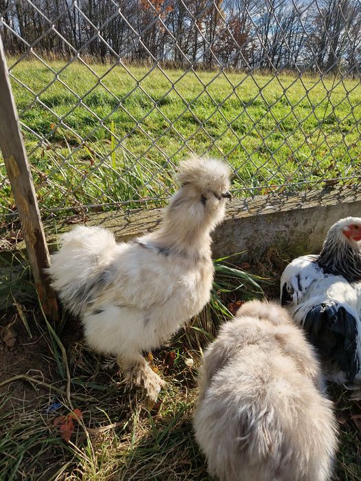 Sprzedam kogucika silki bialo w czarne plamy