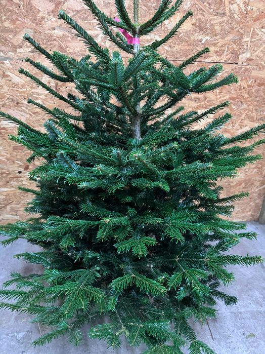 Świerk Srebrny Jodła Kaukaska  w Doniczce