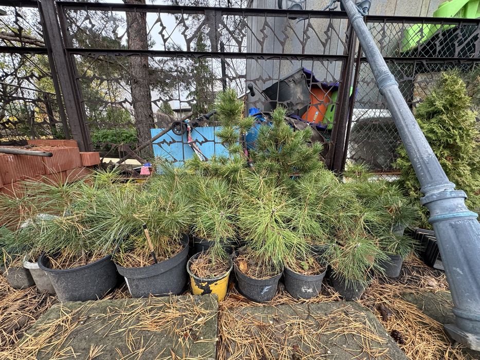 Сосны крымские пинцерованые