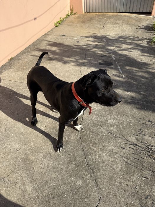 Da-se cachorro porte grande