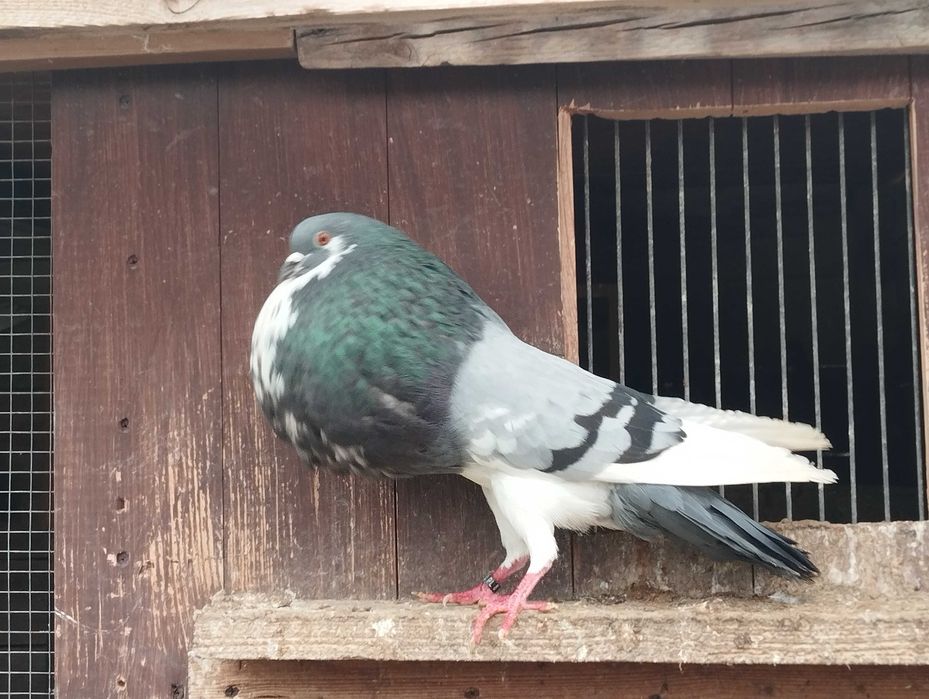 GARŁACZ norwich samiec