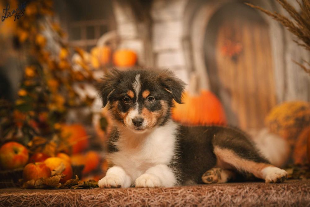 Owczarek Australijski typ Amerykański Suczka Czarny Trikolor