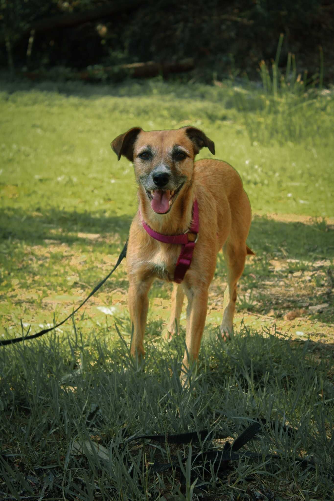 Nina, porte pequeno, devolvida