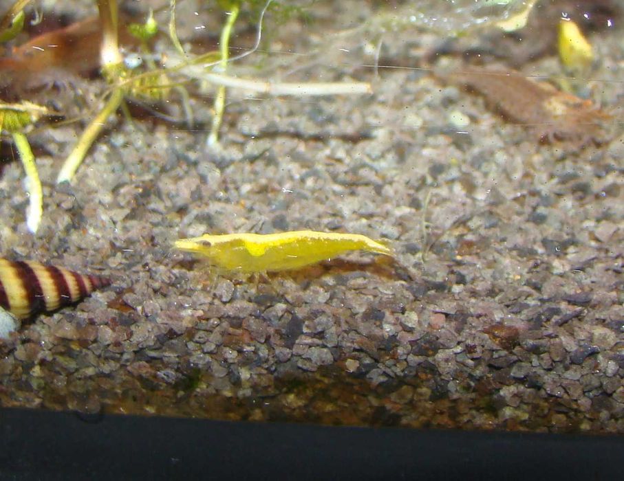 Krewetka żółta yellow