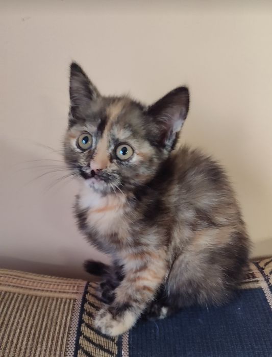 Шотландская Прямоушка девочка