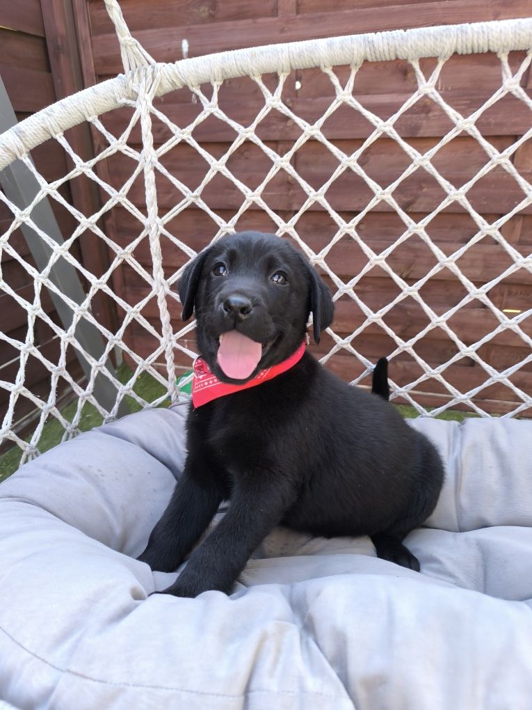 Labrador Retriever czarny Sid gotowy do odbioru