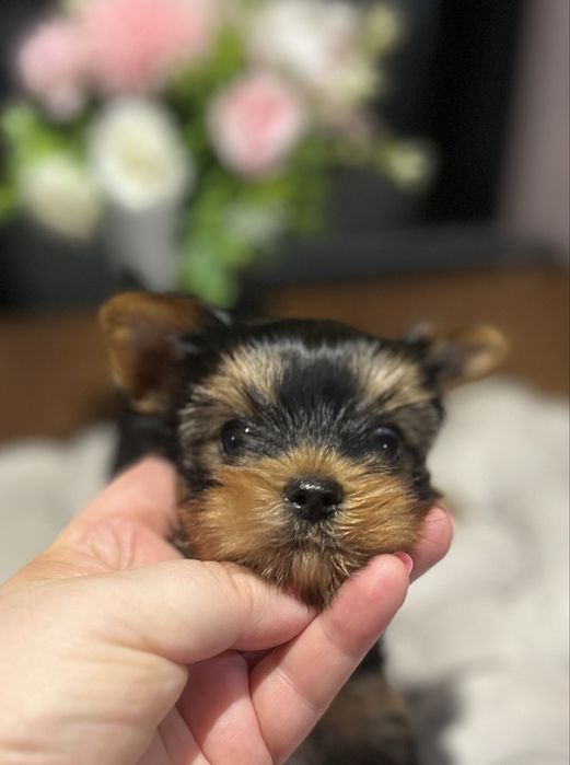 Yorkshire terrier zkwp FCI piesek