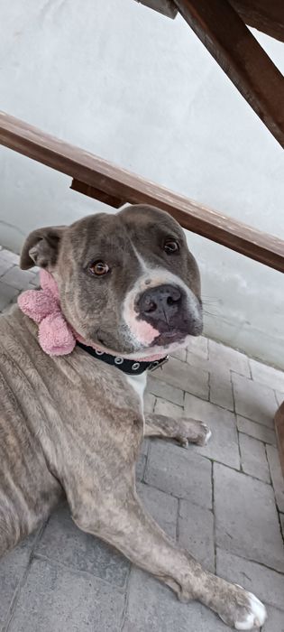 Стафф-в'язка,Американський стаффордширський тер'єр,АСТ