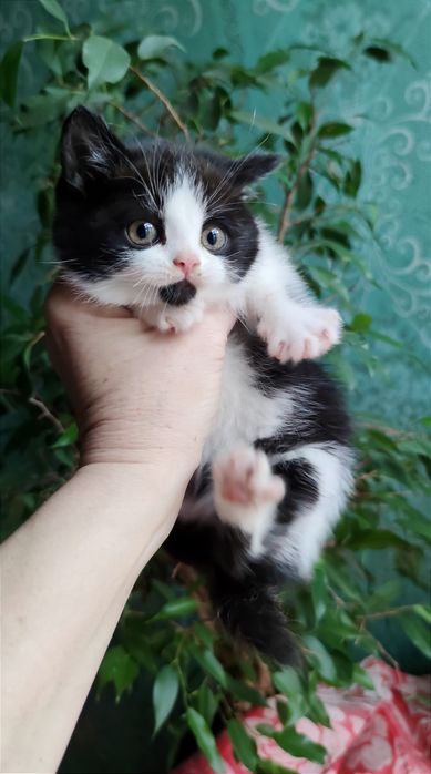 Отдам_ котята_ кошки _ шамиль