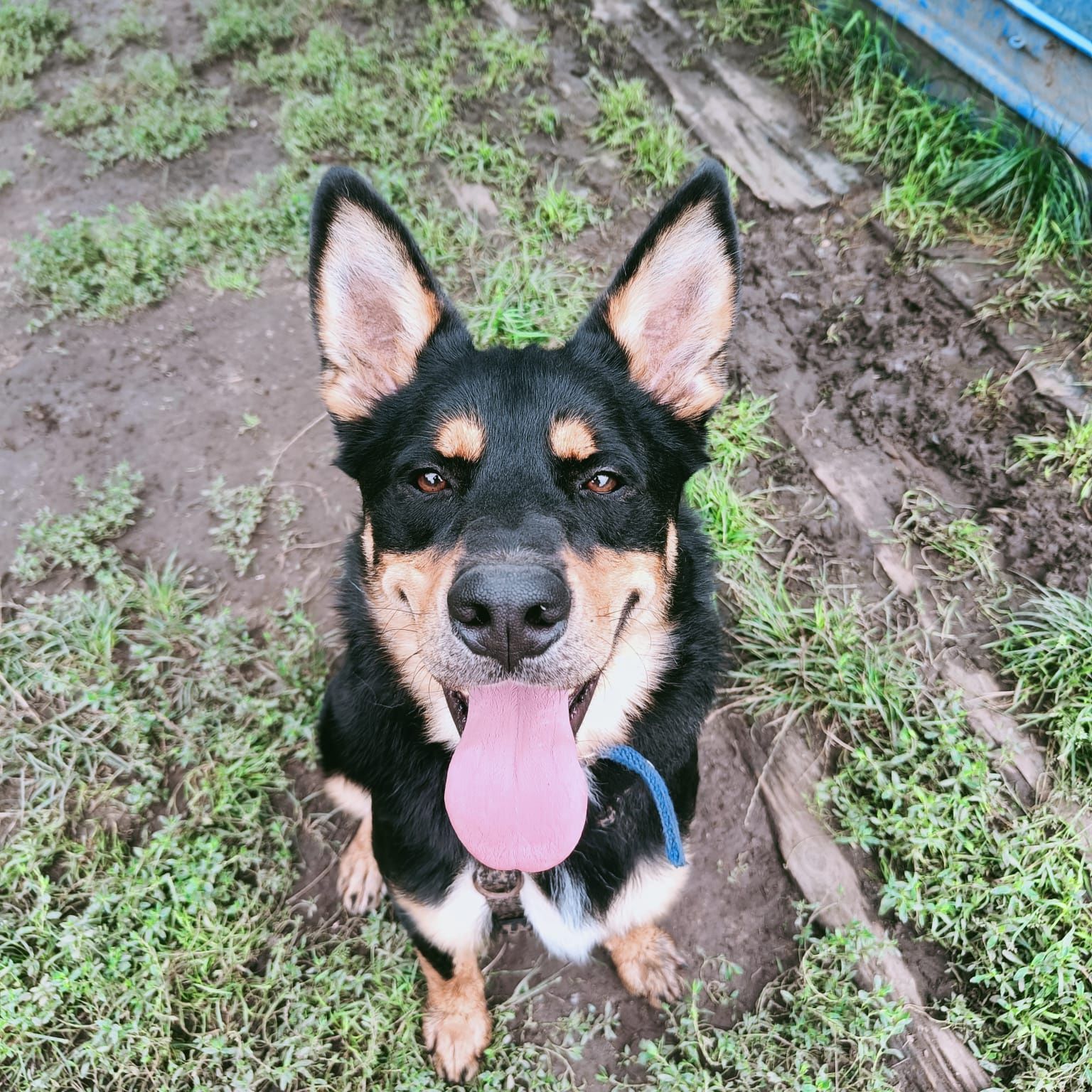 Młody Karim do adopcji!