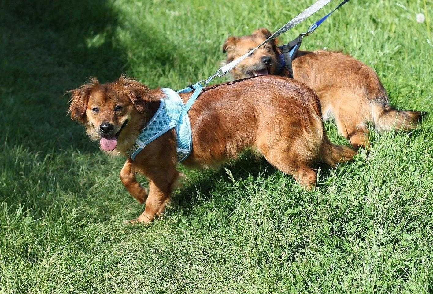 Bambi, cudna sunia do adopcji