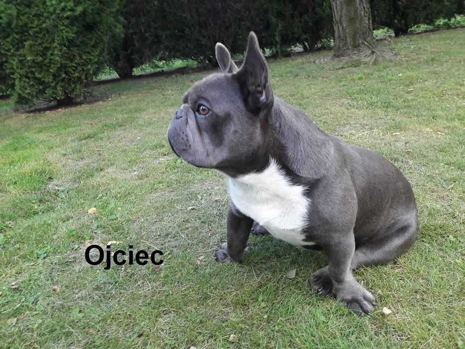 Piękny piesek Jankes buldog francuski błękitny