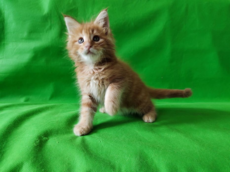 Котята Мейн Кун. Большой выбор.