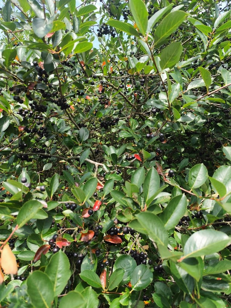 Aronia ekologiczna  możliwość wysyłki