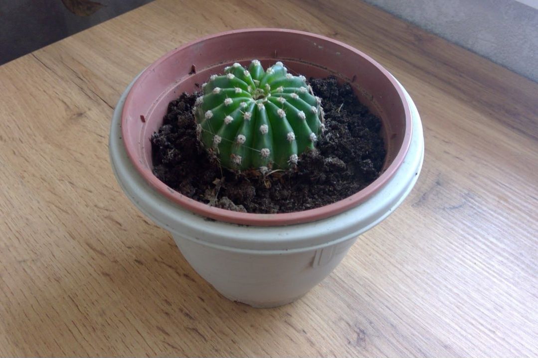 Кактус Ехінопсис Ейрієза (Echinopsis eyriesii).