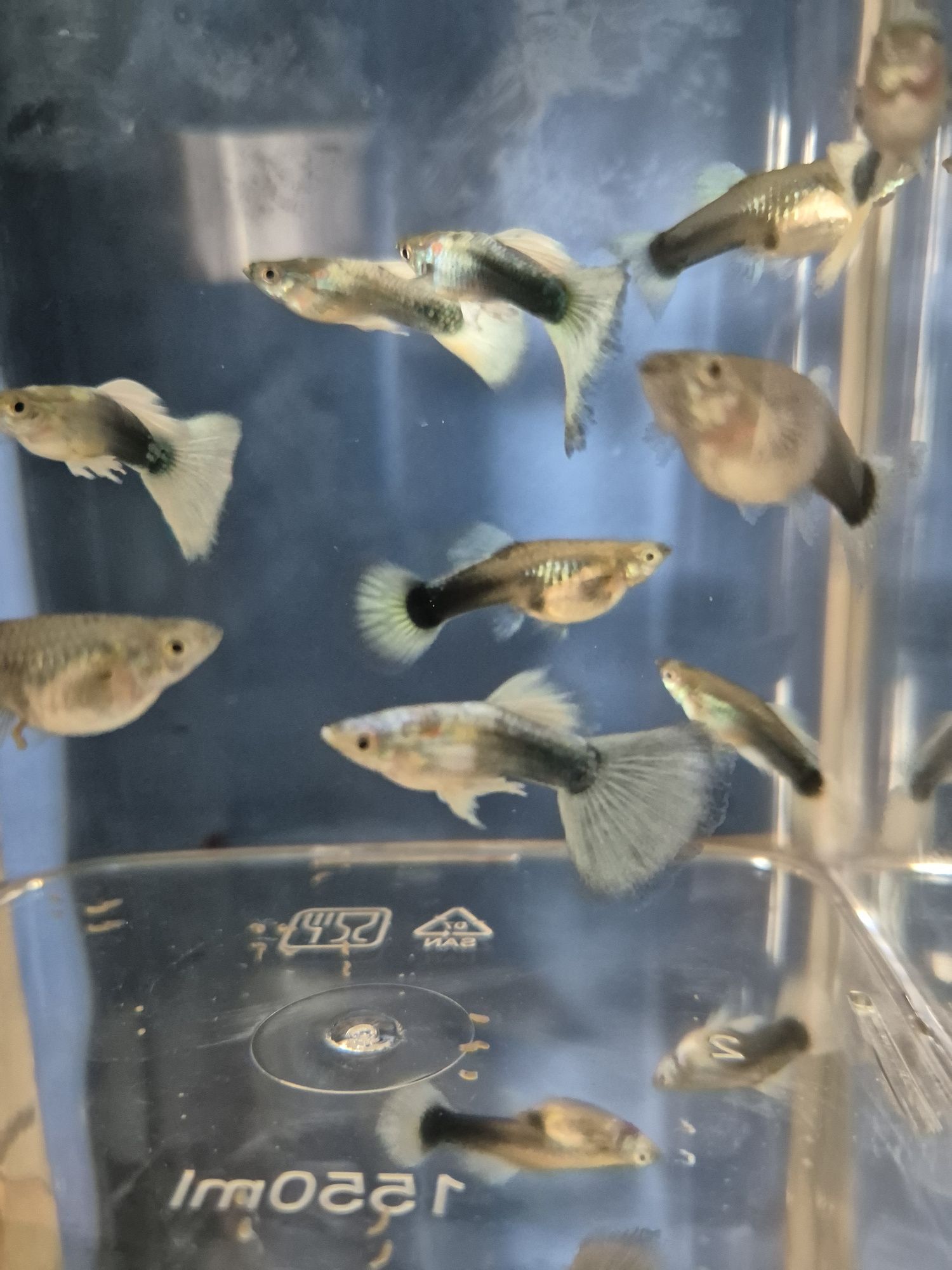 Gupiki tuxedo white HB