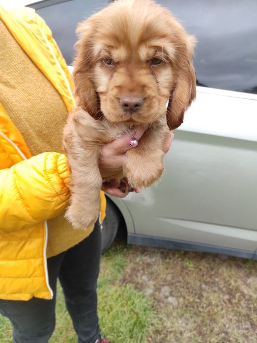 Cocker spaniel angielski z rodowodem