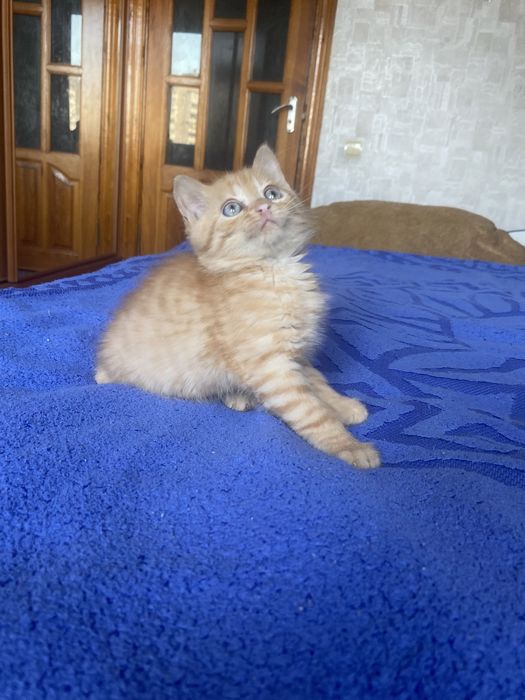 Плюшка прямоушка