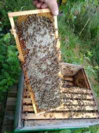 Odkład odkłady pszczele dadant pszczoły 4 ramkowe