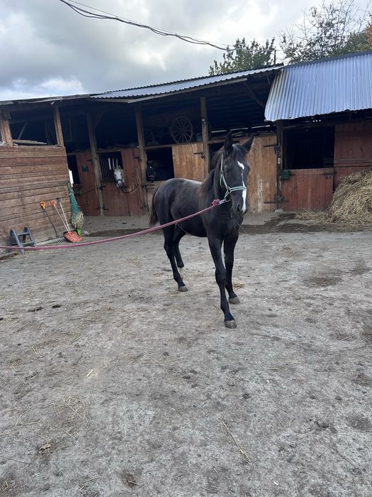 Klacz slaska zrebak slaski 8 miesiecy