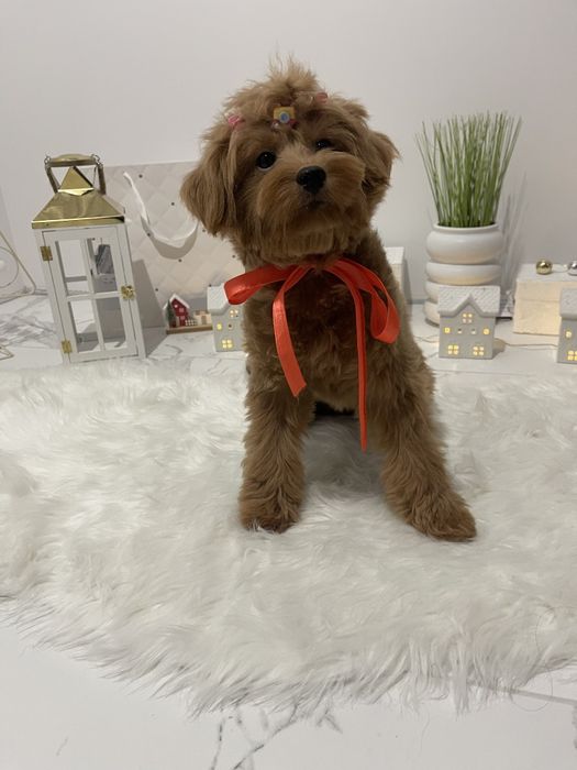 Помапу — Лише 4 дівчинки! Ідеальна можливість