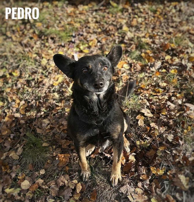 Pedro, 6 lat, 14 kg przyjazny adopcja za darmo oddam