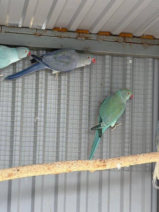 Aleksandretty obrozne