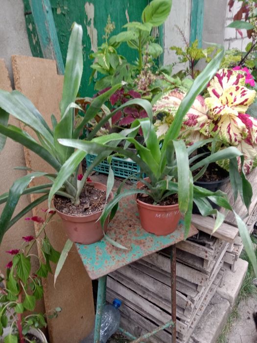 Більбергія,кімнатна квітка.