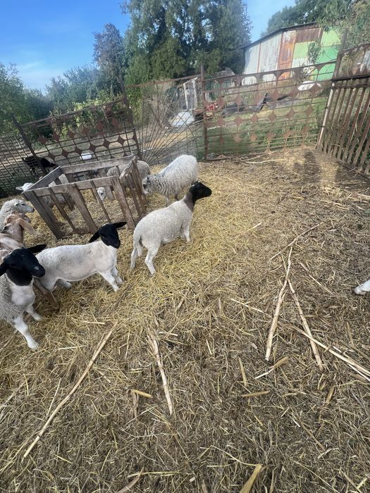 Продам баранів породи Дорпер