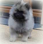 Szpic wilczy keeshond zkwp FCI