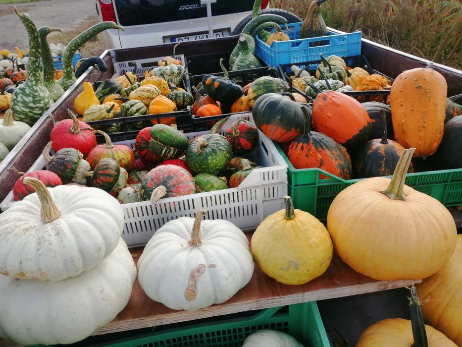Dynia  jadalna ozdobna halloween