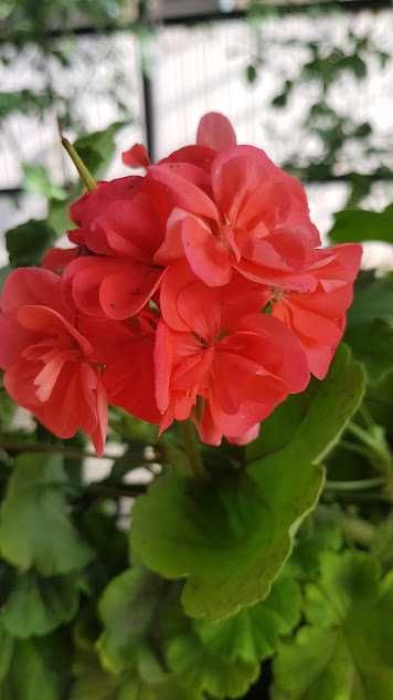 Продам кімнатні квіти