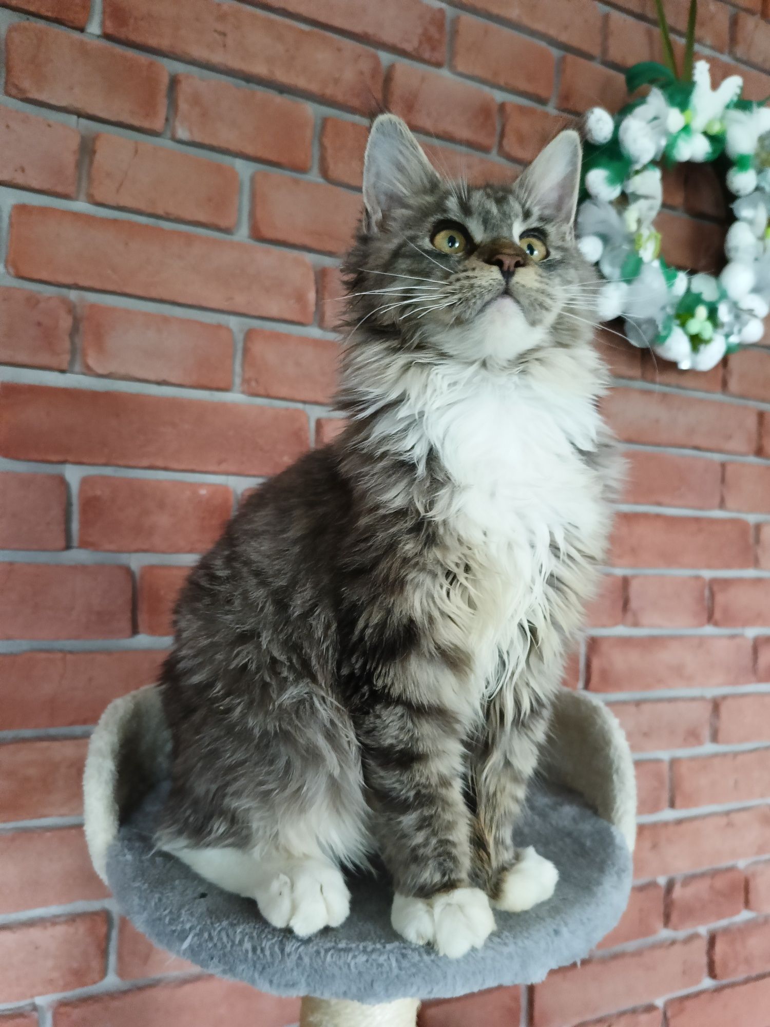 Piękny kocurek Maine Coon